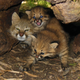 Illustration for article titled ZOMG BABY PAMPAS CATS!!!